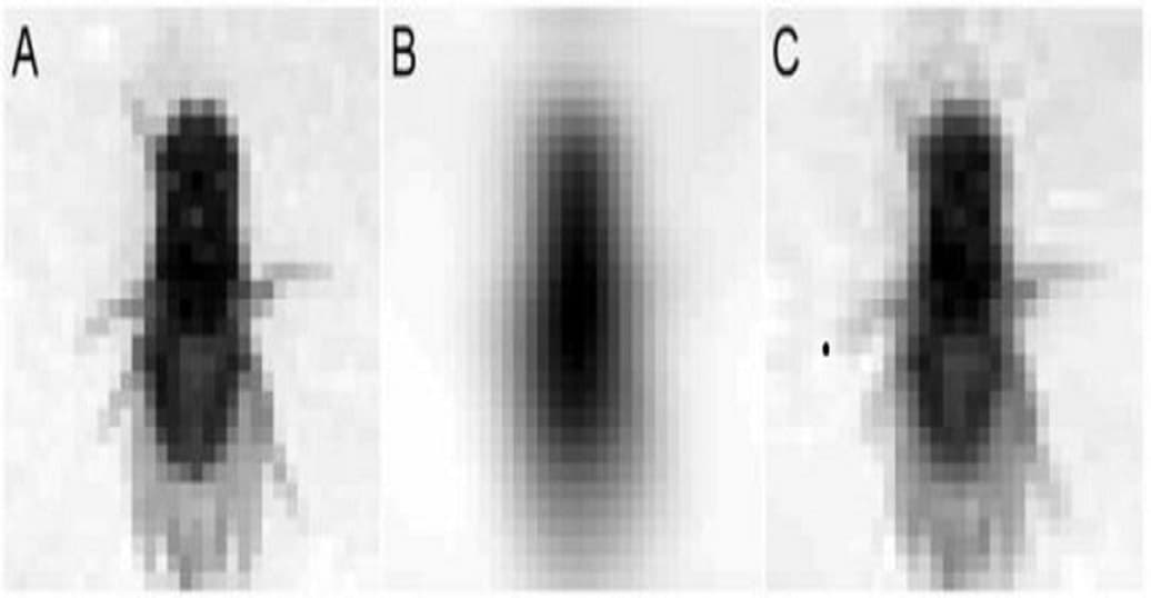 Intelegência artificial reproduz cerebro de mosca