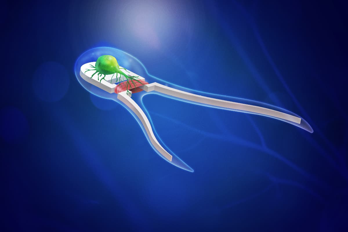 Nano Robôs bio-híbridos impulsionados por músculos e nervos