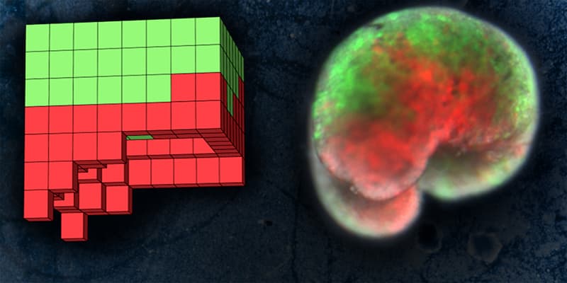 Computação Biológica - Robôs vivos construídos com células de sapo