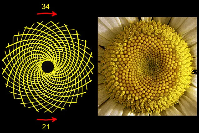 Cabeça de uma flor