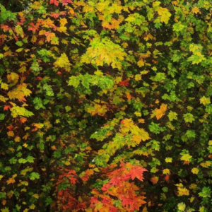 Folhas coloridas da natureza realista e ambiente de árvores